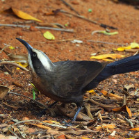 Grey-crowned Babbler